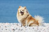SPITZ ALLEMAND 370